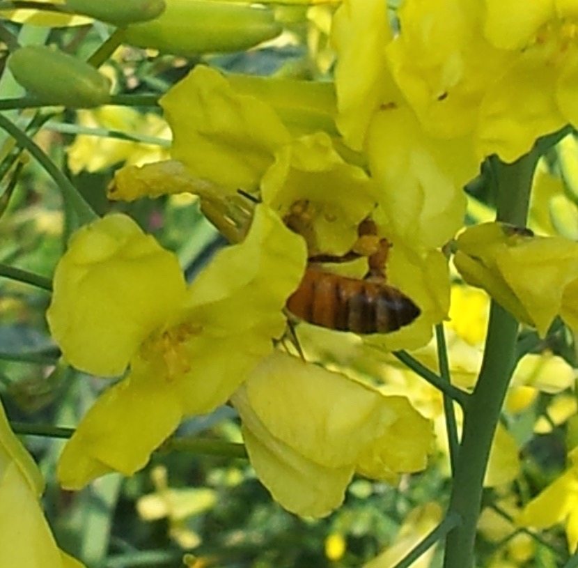 bee on brassica